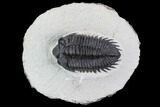 Coltraneia Trilobite Fossil - Huge Faceted Eyes #89235-2